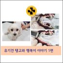 행복플러스동물병원 이미지