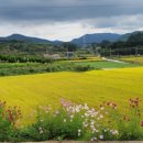 코스모스농원 이미지