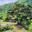 물한계곡 소나무펜션 이미지