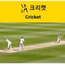 크리켓 이미지