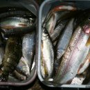 황금향어 이미지