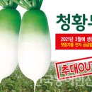 청황 이미지