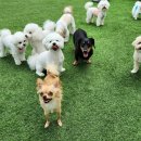 멍찌애견유치원 이미지