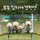 오프리쉬 | [잉카애견펜션] 무주애견동반펜션 후기! 오프리쉬 운동장이 좋았던 숙소