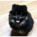 슬로독 이미지