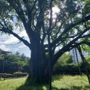 방학동 은행나무 이미지