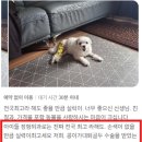 원 동물병원 | 수원동물병원후기 믿고 수술 예약? 리뷰보다 중요한 '1가지'