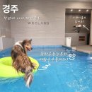 경주애견동반여행, 위클라드 애견 풀빌라 대형견 재방문 후기