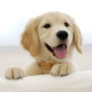 북아현동물병원 이미지