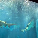 아쿠아리움 이미지