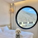 보느몽뜨 네이버블로그