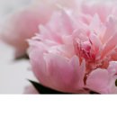 【더블페탈피오니】 Double Petal Fioni 이미지