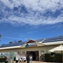 (합자)명성관광여행사 | 받고 코알라 엉덩이 만지기🐨 (2) | 대한관광여행사 투어 후기 | 샌드보딩 돌핀크루즈 오크베일 동물원...