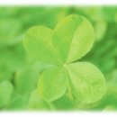 한잎클로버 이미지