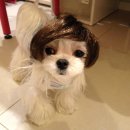 독(DOG)도 이미지