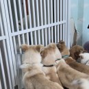 서구-16 | 유기견 보호소 봉사활동 후기 | 인천 서구 16마리와 함께한 하루 (분양)