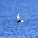 몽골의 새81 - White-winged tern(흰죽지제비갈매기) 이미지