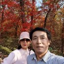 광릉수목원 단풍(2024.11.2) 이미지