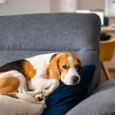 위즈동물병원 이미지