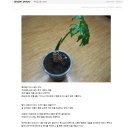 셀리움 이미지