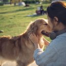 나의 반려견 이미지