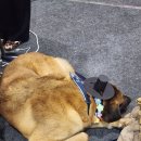 오로라펫 | 2026년 3월 케이펫페어 세텍 후기 ✨️ 쬐끄만 펫페어