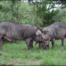 돼지나라돼지한마리 이미지