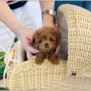 블리독수유점 고양이강아지분양 말티푸 미니비숑 포메라니안 | 사랑스러운 포메라니안 블리독수원점 고양이강아지분양 미니비숑프리제말티푸포메입양 이야기