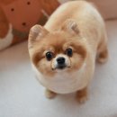 루피펫살롱 이미지