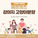 에르펫츠강아지분양고양이분양