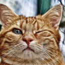 BOXING STORY 이미지