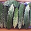 여주-0246 Daum카페
