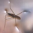 소금쟁이 이미지