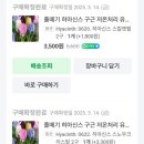 봄꽃블럭마당 | 히아신스 키우기 초보를 위한 히아신스꽃 더 예쁘게 보이는 식재