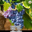 알고보니 한자였다는 이 음식들 이미지