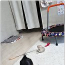 아담스펫 강아지분양 고양이분양 창원점 이미지