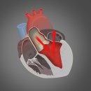 심장포음파에서 판막역류가 있다는데 위험한가요? 이미지