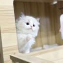 위클리독 강아지고양이분양 일산점 | 마곡랙돌분양 okdog에서 인생냥이 만남 후기