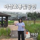 웅진동주민센터 옆 공원 | 아산 호롱빛공원 새로 생긴 놀이터 매직스페이스 주차 정보