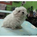 하쿠애견샵 이미지