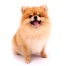 애견프라자 이미지