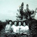 은행나무묘목원