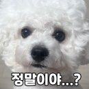 이은성 | [출산후기] 분당제일 여성병원 제왕절개 후기 / 엔세이드 알러지 / 무통주사 / 이창희 과장님 / 1인실...