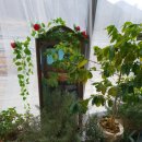 미리네농장 이미지