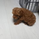 윤아네 이미지