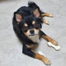 개아나유 이미지