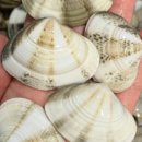 뚱보수산 이미지