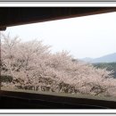 산성꽃