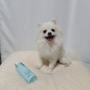 (주)그린펫 | [강아지용품]자극없이 기름기 쫘악! 향균력 99% "콤리프 더 리얼 그린 펫 샴푸"(・ิω・ิ)