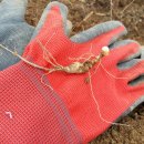 영심농장 이미지